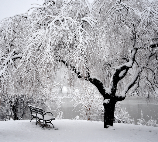 A snow-covered tree in Inwood Hill Park with an empty bench beneath it during New York City's first winter snowfall.